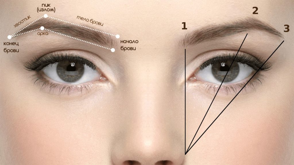 eyebrows article 6